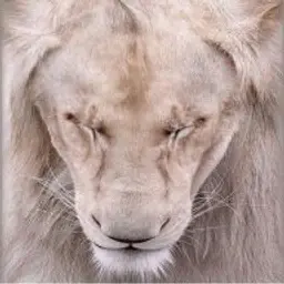 tm777777