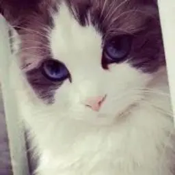 Hyppers