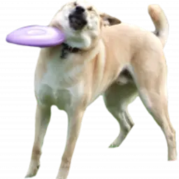 Lonzof