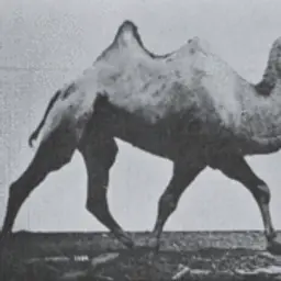 Heryvim