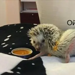 SabetsZ