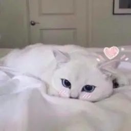 malibo