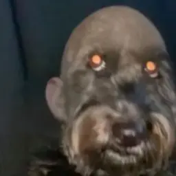 Desuhell12