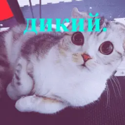 дикий_495200