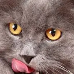 Nokkoqo
