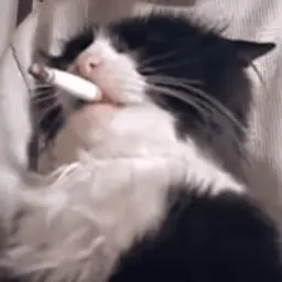 Sneeska