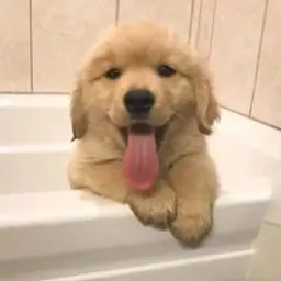TemaOneTap