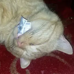 kurban1111