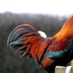 HugoVisc