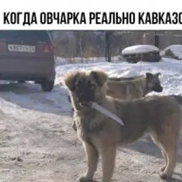 avtomir