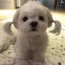 кошкобеброчка