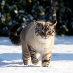 TopMussia