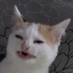 JonnyCatos