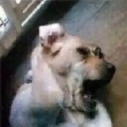 evpapopiuy