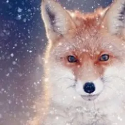 Andreyfoxyoutube