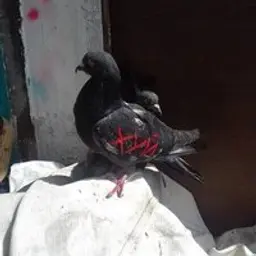 Nekkozzz