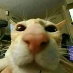 Tofik7