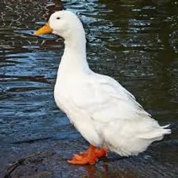 GordonRamsi
