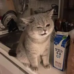 J3ad_Cat