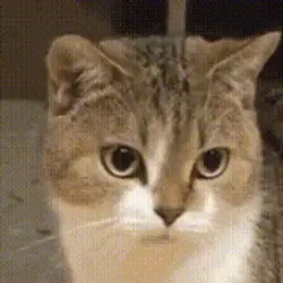 layka1212