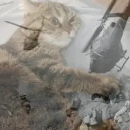 Death4Life