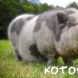 kotov00