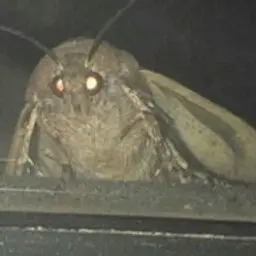 TorteeFATALYTY