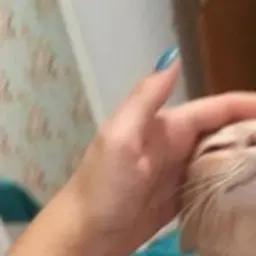 Andreika12222