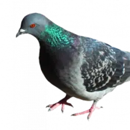 Gjrihnejorbfneb
