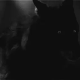 wolf228z