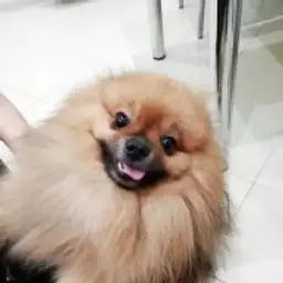 Hairy_Cunt