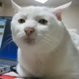 KotAnatoli
