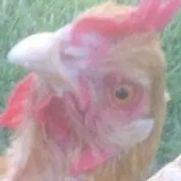 Lyala