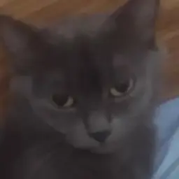 stepashka06