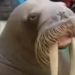 Sasharom123
