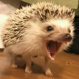 БледныйЁж