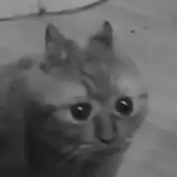 WaeeRUS
