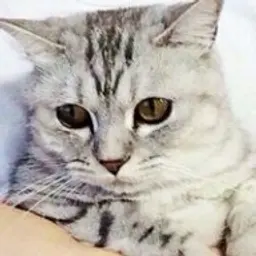 SergoVolk