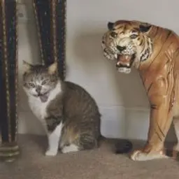 makroww