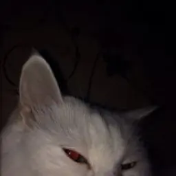 bopoxa88