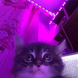 Zenta