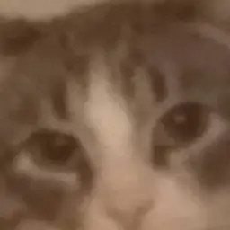 timiktimik