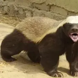 medoedishe
