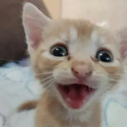 hahahasuck