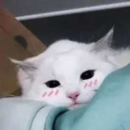 Mazadaa