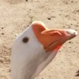djuzepe