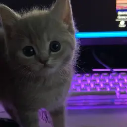 faceplant