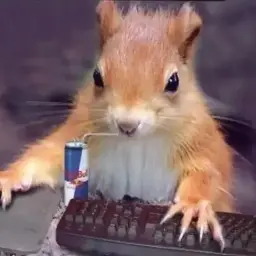 BelkaSquirrel