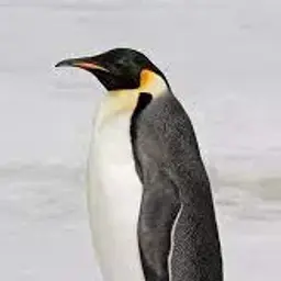 Pinguin2323