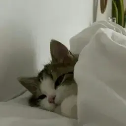 pootaatooo